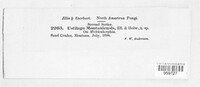 Sporisorium montaniense image